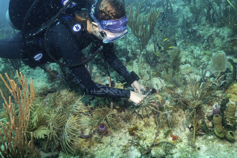 Esta imagen, proporcionada por la Escuela Rosenstiel de la Universidad de Miami, muestra a una mujer buzo plantando una especie de coral híbrido proveniente de Honduras el martes 1 de julio de 2025, frente a la costa de Miami, con el fin de ayudar a los arrecifes de coral de Florida a resistir mejor el cambio climático. (Escuela Rosenstiel de la Universidad de Miami vía AP)