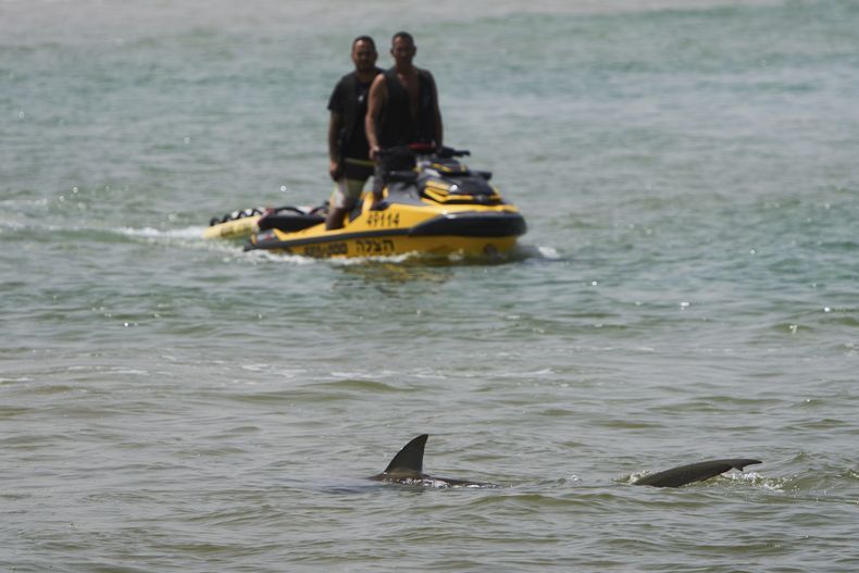 Un tiburón nada en el Mediterráneo mientras la policía israelí busca en la zona a un nadador que al parecer fue atacado por un tiburón el lunes, cerca de la ciudad israelí de Hadera, el martes 22 de abril de 2025. (AP Foto/Ariel Schalit)