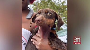 encuentran a una perra de cinco meses con una herida de bala en el hocico