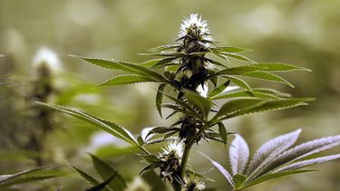 condenan a cuatro personas por trafico de drogas en sancti spiritus