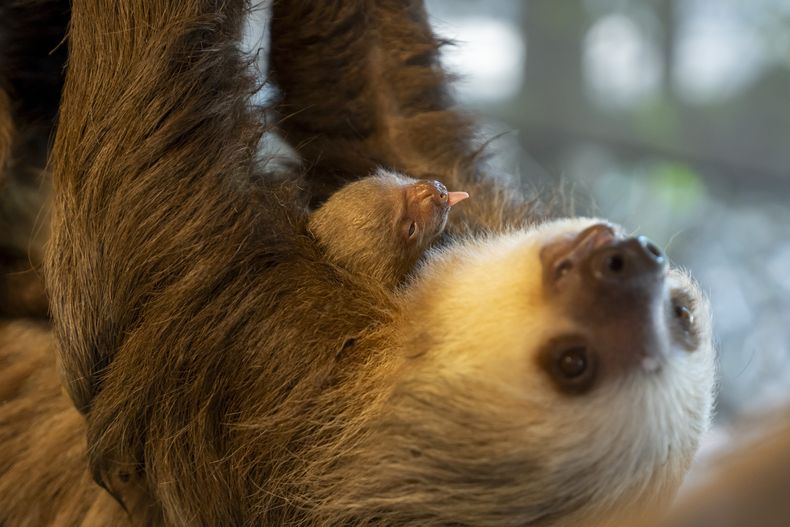 Un cachorro de perezoso con su madre en el Zoológico y Sociedad de Conservación de Palm Beach, el martes 30 de enero de 2024, en West Palm Beach, Florida. (Palm Beach Zoo vía AP)