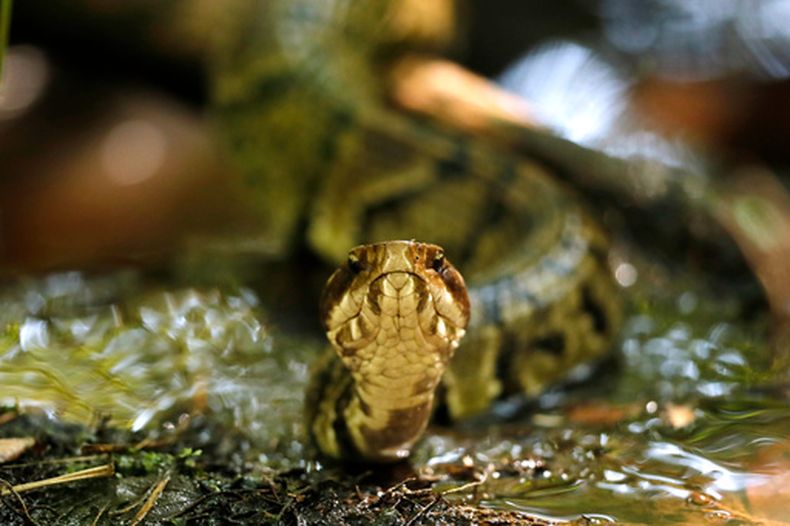 Una serpiente boca de algodón (Agkistrodon piscivorus) aparece en esta foto del 30 de julio de 2019 en Fort Bragg, Carolina del Norte (AP Foto/Robert F. Bukaty, archivo)