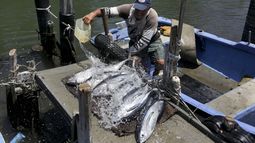 El pescador Rafael Rodríguez limpia los peces albacora que pescó durante el torneo de pesca local de marlin Hemingway en Cojímar, Cuba, el domingo 5 de mayo de 2024. Los residentes de Cojímar, el pueblo pesquero donde vivió el autor, todavía recuerdan al ilustre residente y celebran la ocasión con fiesta callejera y pesca. (AP Foto/Ariel Ley)