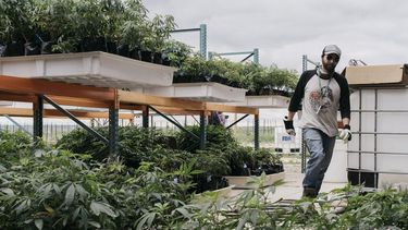 Los legisladores de Nueva York acordaron legalizar el uso recreativo de la marihuana