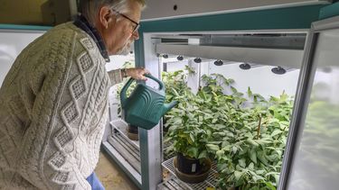 El doctor Brian Diers, subdirector del Soybean Innovation Lab, en una sala de cultivo de soja en Champaign, Illinois, el 13 de febrero del 2025. (AP foto/Craig Pessman)