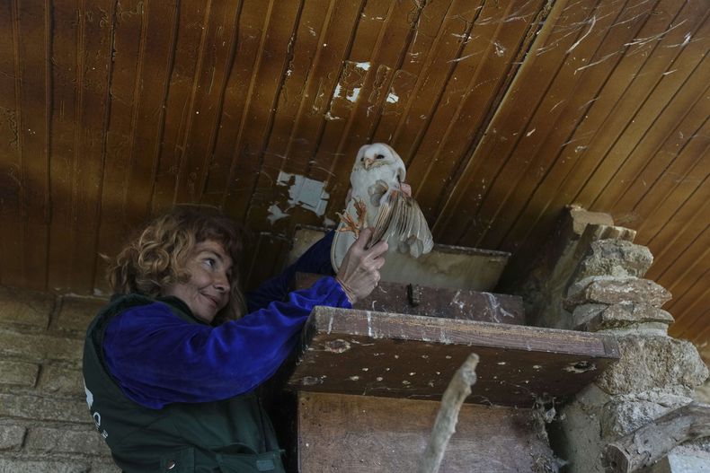 La funcionaria de conservación Anna Kazazou sostiene una lechuza tras sacarla de una caja de anidación en el parque zoológico de Ática, cerca de Atenas, el 21 de enero de 2025. (AP Foto/Thanassis Stravrakis)