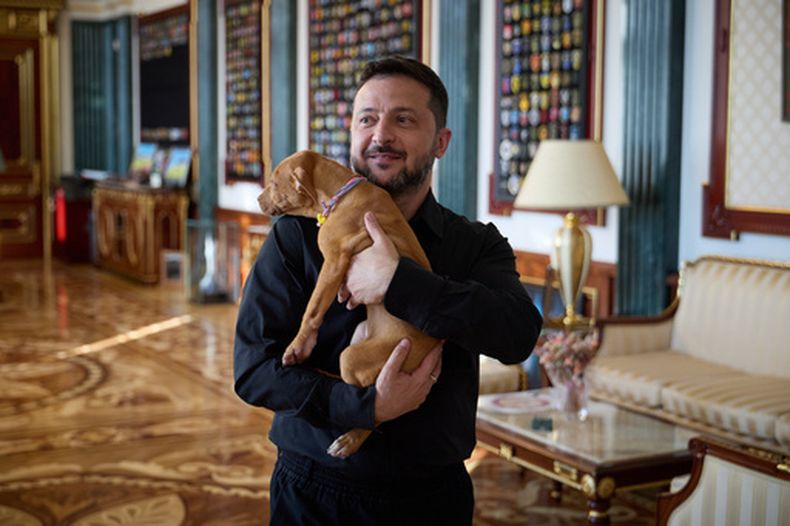El presidente ucraniano Volodymyr Zelenskyy con el cachorro entregado por el boxeador estadounidense Terence Crawford, en Kiev, Ucrania, el 25 de agosto del 2026. (Departamento de Prensa de la Presidencia de Ucrania via AP)