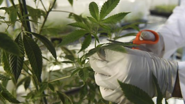 investigaran supuestas violaciones a ley de cannabis medicinal