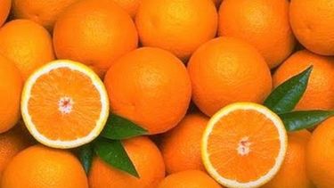 Peligra el mercado de cítricos de la Florida