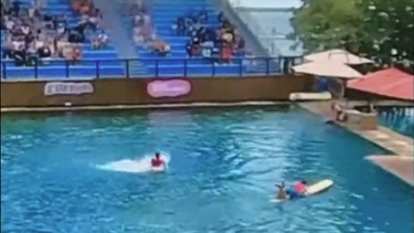 captado por la camara: delfin ataca a entrenador durante espectaculo en miami seaquarium