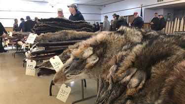 Sube la demanda de piel de coyote en industria textil
