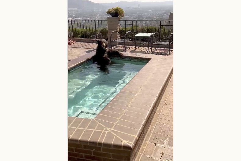 En esta imagen tomada de un video proporcionada por la Policía de Burbank, un oso sentado en un jacuzzi en la ciudad de Burbank, California, el viernes 28 de julio de 2023. La policía de Burbank dijo que los agentes respondían a un avistamiento de un oso en una zona, donde lo encontraron disfrutando de un chapuzón en la vivienda en la zona de Paseo Redondo. Después, el oso trepó un muro y se dirigió a un árbol detrás de la casa, según la policía. (Policía de Burbank via AP)