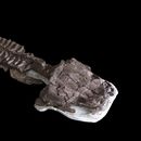 Esta imagen del 2 de julio de 2018, proporcionada por Claudia Marsicano, muestra una imagen del esqueleto casi completo de fósiles recuperados en Namibia de una criatura gigante parecida a una salamandra en el laboratorio de paleontología de Ciudad del Cabo, Sudáfrica. (Claudia Marsicano vía AP)