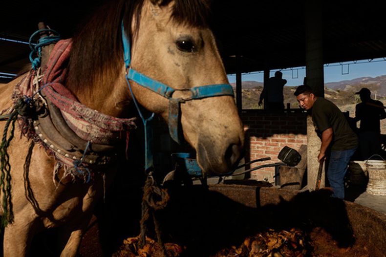 Laurentino García López, trabajador de una destilería, mueve el caballo que tritura la planta de agave, el miércoles 21 de enero de 2026, en Soledad Salinas, estado de Oaxaca, México. (AP Foto/Claudia Rosel)