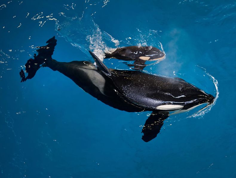 AMN-GEN_TEXAS-ULTIMA_ORCA_DE_SEAWORLD-0.jpg