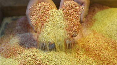 el revolucionario descubrimiento genetico que hara caer el precio de la quinua