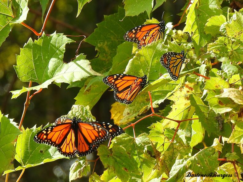 AMN-CIE_MARIPOSAS_MONARCA-0.jpg