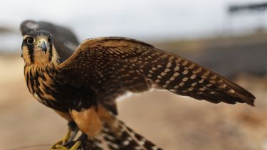 contrabando de aves, tortugas y pepinos de mar en cuba