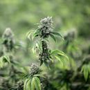 Empresas dejan de aplicar pruebas de marihuana