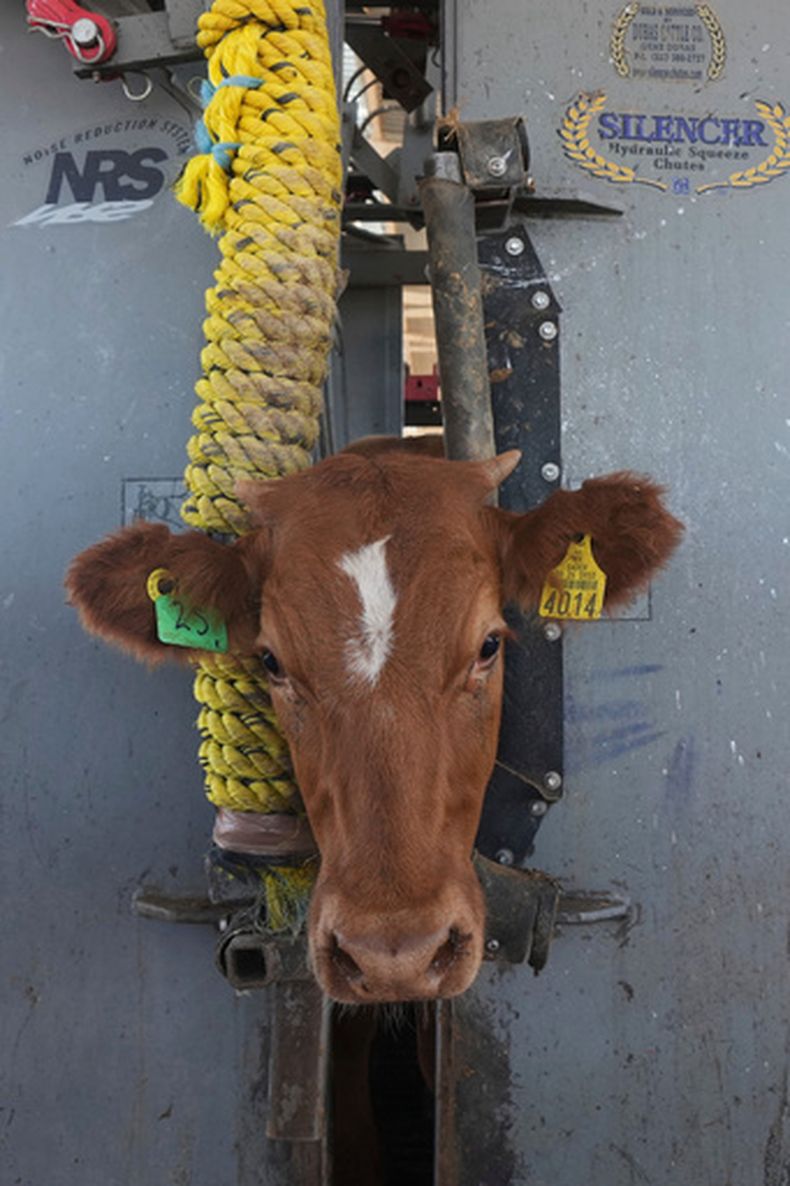 Un ternero permanece sujeto con una cepo durante los controles veterinarios en un rancho que provee ganado para la exportación a Estados Unidos, en Zamora, en el norte de México, el lunes 28 de julio de 2025, mientras la frontera estadounidense permanece cerrada a las importaciones de ganado mexicano debido a la preocupación por la presencia del gusano barrenador. (AP Foto/Fernando Llano)
