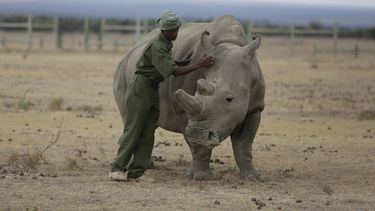 ONU: Reportes prevén menos plantas y animales en la Tierra