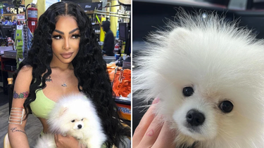anuel aa le regala un perro de 11.000 dolares a yailin + fotos