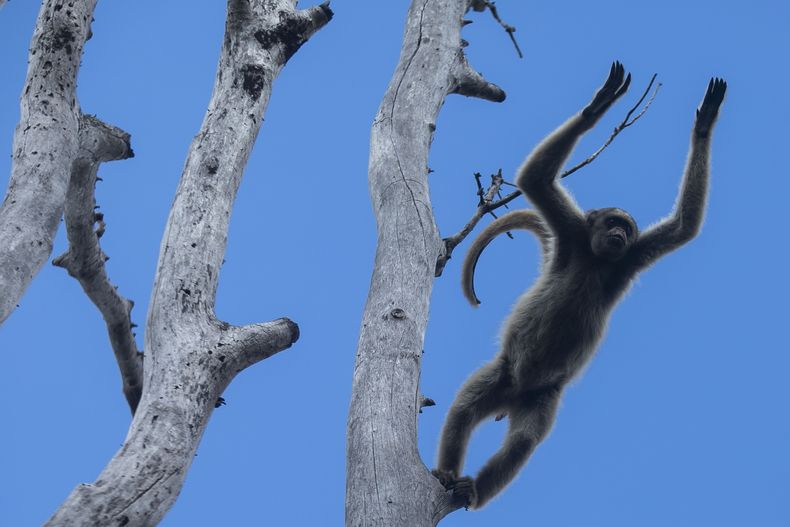 Un ejemplar de muriqui del norte salta desde un árbol en la reserva privada de patrimonio natural Feliciano Miguel Abdala, en Caratinga, en el estado de Minas Gerais, Brasil, el 14 de junio de 2023. El muriqui del norte es una especie en peligro crítico y es un primate inusual por las tendencias igualitarias en sus relaciones sociales. (AP Foto/Bruna Prado)