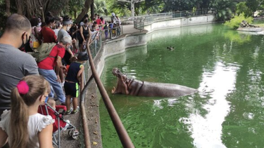 cuba detecta presencia de influenza aviar y cierra zoologico