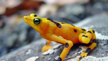 Las ranas de Panamá se recuperan tras epidemia