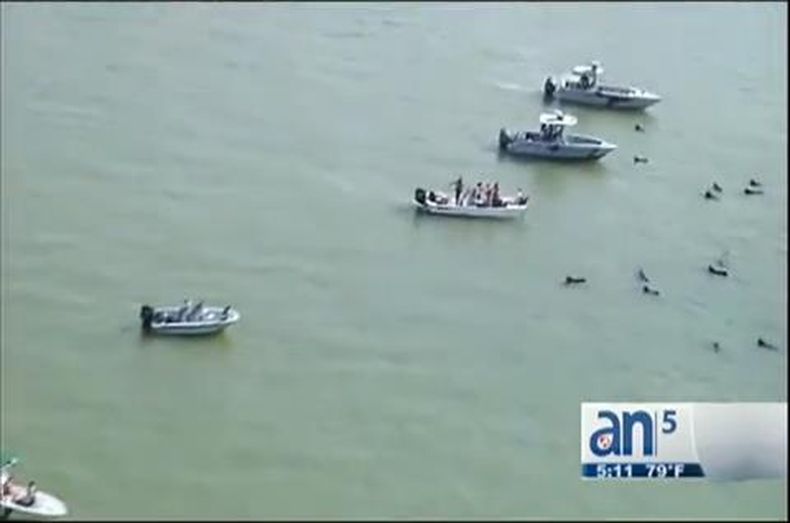 Gracias a los rescatistas, hay esperanza para las ballenas que quedaron varadas en las costas de la Florida.