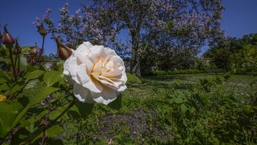 Una rosa de Bulgaria es fotografiada en el Jardín del Perfumero del Castillo de Versalles, el jueves 25 de mayo de 2023, al oeste de París. (AP Foto/Michel Euler)