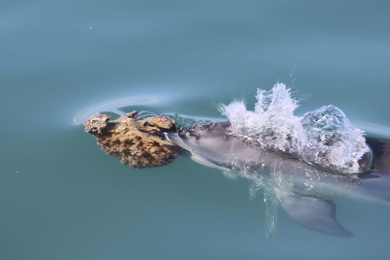 En esta imagen de 2024 difundida por el Proyecto de Investigación de Delfines de Shark Bay, un delfín nariz de botella empuja una esponja de mar para cazar peces, en Shark Bay, Australia. (Meredith MacQueeney/Proyecto de Investigación de Delfines de Shark Bay vía AP)