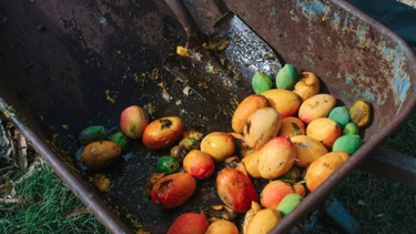 se pudren 2600 toneladas de mango en cuba por falta de envases