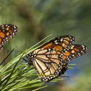 Clasifican a mariposa monarca como especie amenazada