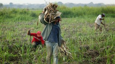 en venezuela, los alimentos se pierden en el campo mientras la gente muere de hambre