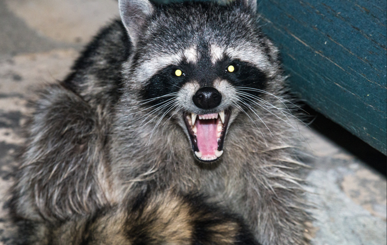 racoon.png