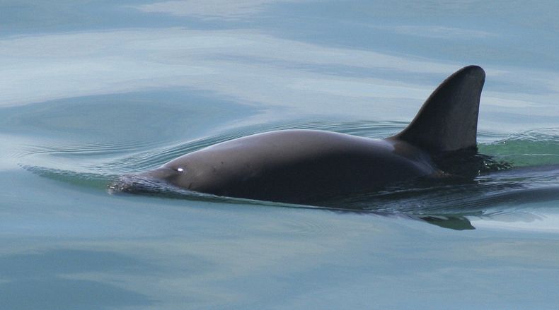 En esta imagen sin fecha difundida por la Administración Nacional Oceánica y Atmosférica muestra una vaquita marina. El número de vaquitas marinas de México, una especie en peligro crítico de extinción, avistadas en el Golfo de California ha descendido este año a entre 6 y 8, informaron el martes 11 de junio investigadores del grupo conservacionista Sea Shepherd. (Paula Olson/NOAA vía AP)