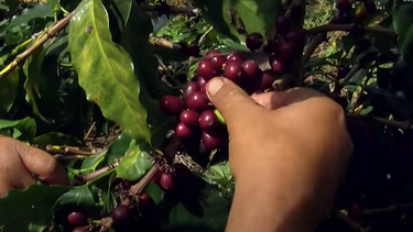 ¿es posible cultivar cafe en florida? cientificos quieren saber si es posible con buen sabor y rentable