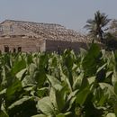Con un cobertizo que perdió su tejado en el huracán Ian de, una plantación de tabaco está lista para la cosecha en San Juan y Martínez, en Pinar del Río, Cuba, el martes 28 de febrero de 2023. (AP Foto/Ismael Francisco)