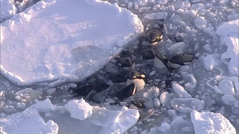 En esta imagen, tomada de un video, se muestra a una manada de orcas varadas en un pequeño hueco entre hielo a la deriva, en Rausu, Hokkaido, en el norte de Japón, el 6 de febrero de 2024. (NTV-NNN vía AP)