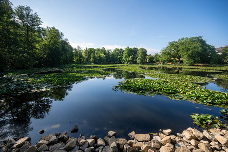 Nenúfares forman pequeñas islas en la laguna Mattheiser, donde el nivel del agua ha descendido y la orilla está casi seca tras varios días con mucho calor, en Trier, Alemania, el 6 de agosto de 2026. (Harald Tittel/dpa via AP)
