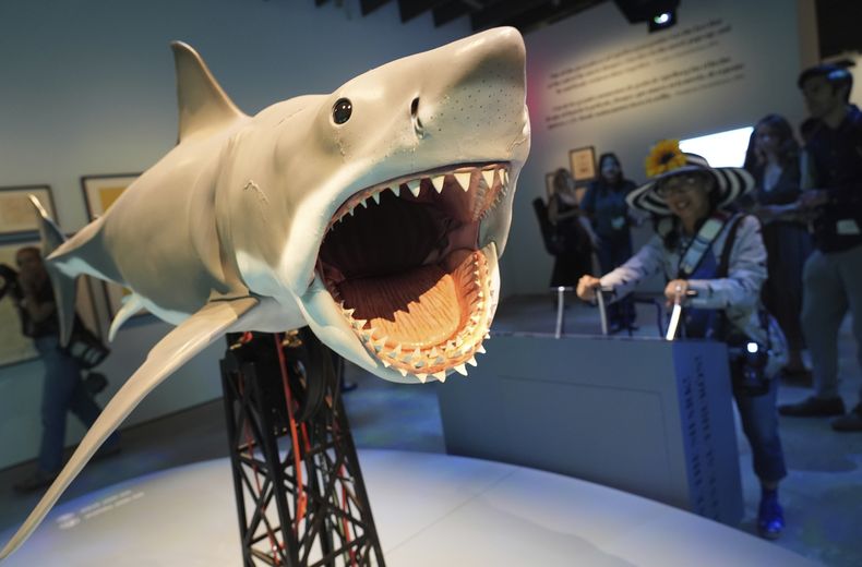 Una réplica interactiva a escala basada en el tiburón de la película Jaws de 1975 es controlada por un visitante durante la visita previa de prensa a la exposición de la película el miércoles 10 de septiembre de 2025 en el Museo de la Academia de Cine de Los Ángeles. (Foto AP/Chris Pizzello)