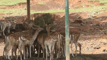 explican las muertes recientes de animales en zoologico de mayagüez