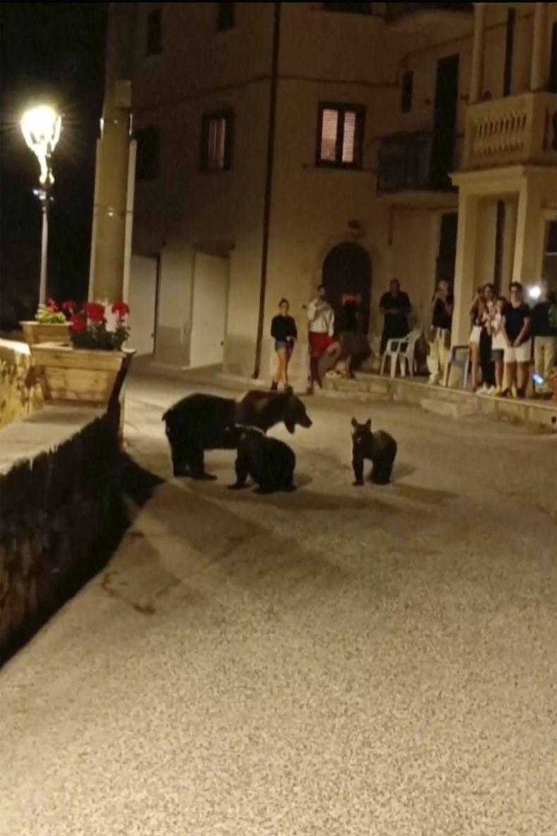 Una imagen tomada de una grabación que muestra a una osa paseando con sus cachorros en San Sebastiano Dei Marsi, Italia, el sábado 26 de agosto de 2023. (Vía APTN)