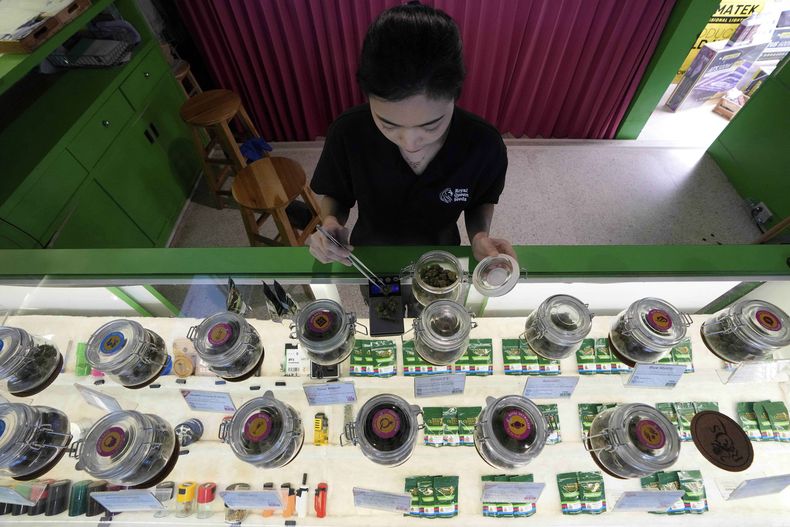 ARCHIVO- Una empleada prepara brotes de cannabis para un cliente en una tienda de cannabis en Bangkok, Tailandia, el 18 de julio de 2024. (AP Foto/Sakchai Lalit, Archivo)