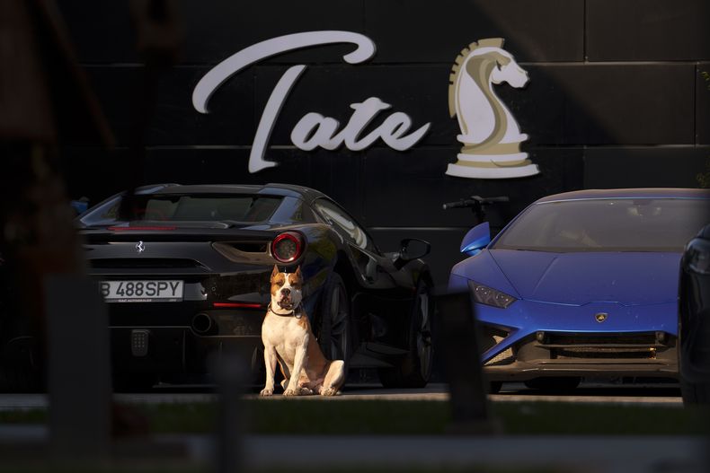 Un perro frente a varios autos deportivos en el patio de la residencia de Andrew Tate, en las afueras de Bucarest, Rumania, el sábado 24 de agosto de 2024. (AP Foto/Vadim Ghirda)