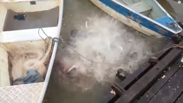 impactante: esto sucede al tirar carne en un rio de brasil plagado de piranas