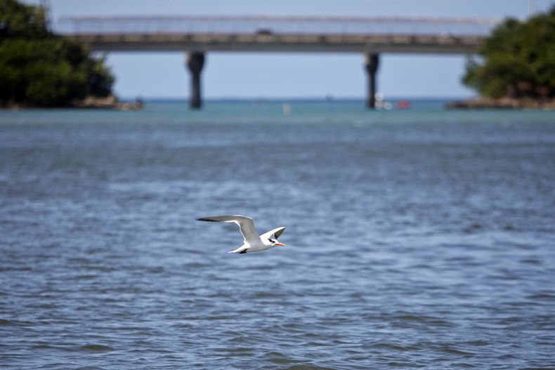 ARCHIVO - Un ave vuela sobre el estuario de la Bahía de San Juan, el 26 de octubre de 2013, en Puerto Rico. (AP Foto/Ricardo Arduengo, archivo)