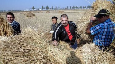 americateve | Diplomáticos cubanos en Corea del Norte recogieron arroz como una insólita muestra de cercanía entre ambos regímenes totalitarios.