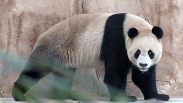 Llegan a Qatar los pandas regalados por China por el Mundial